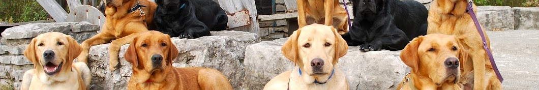 National Service Dogs رمز قناة اليوتيوب