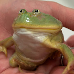 すみっこ暮らしの生男