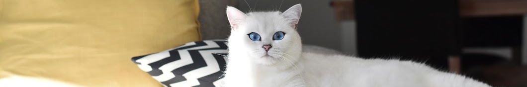 Coby The Cat Avatar de canal de YouTube