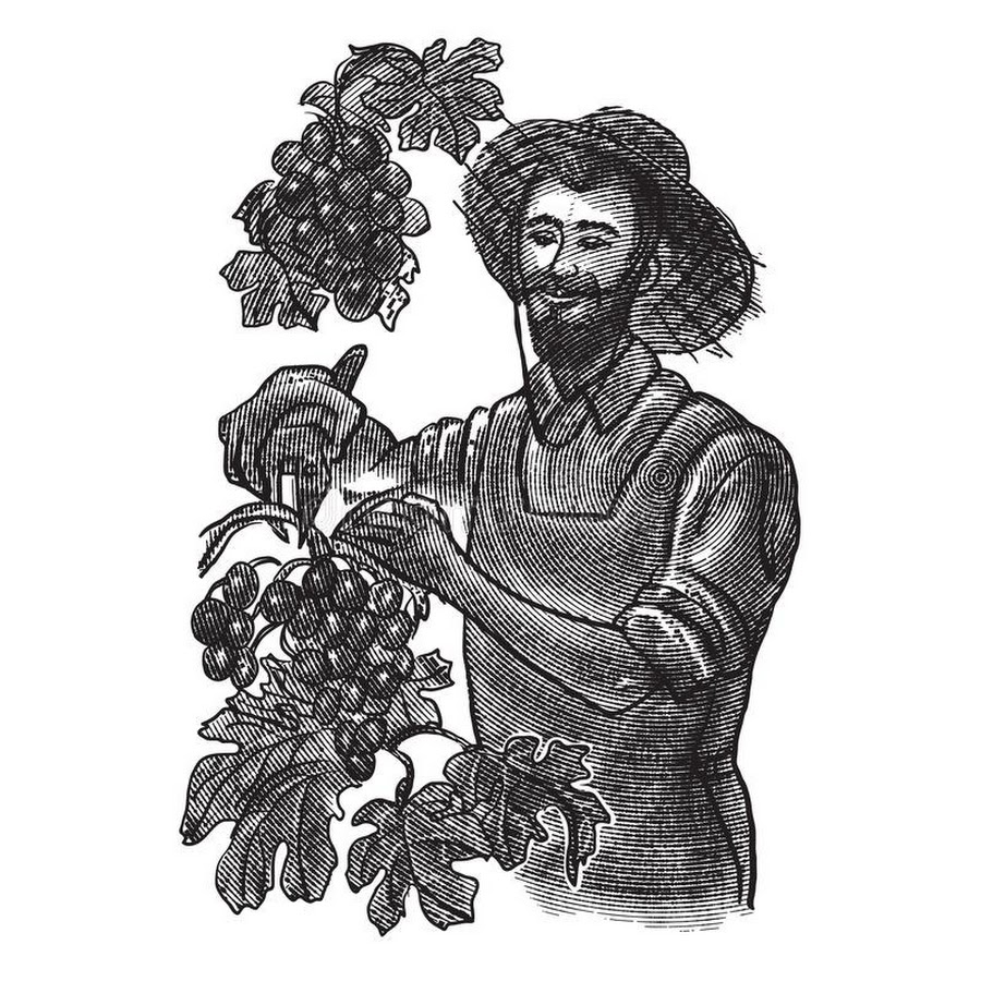 Российский виноградник гравюра