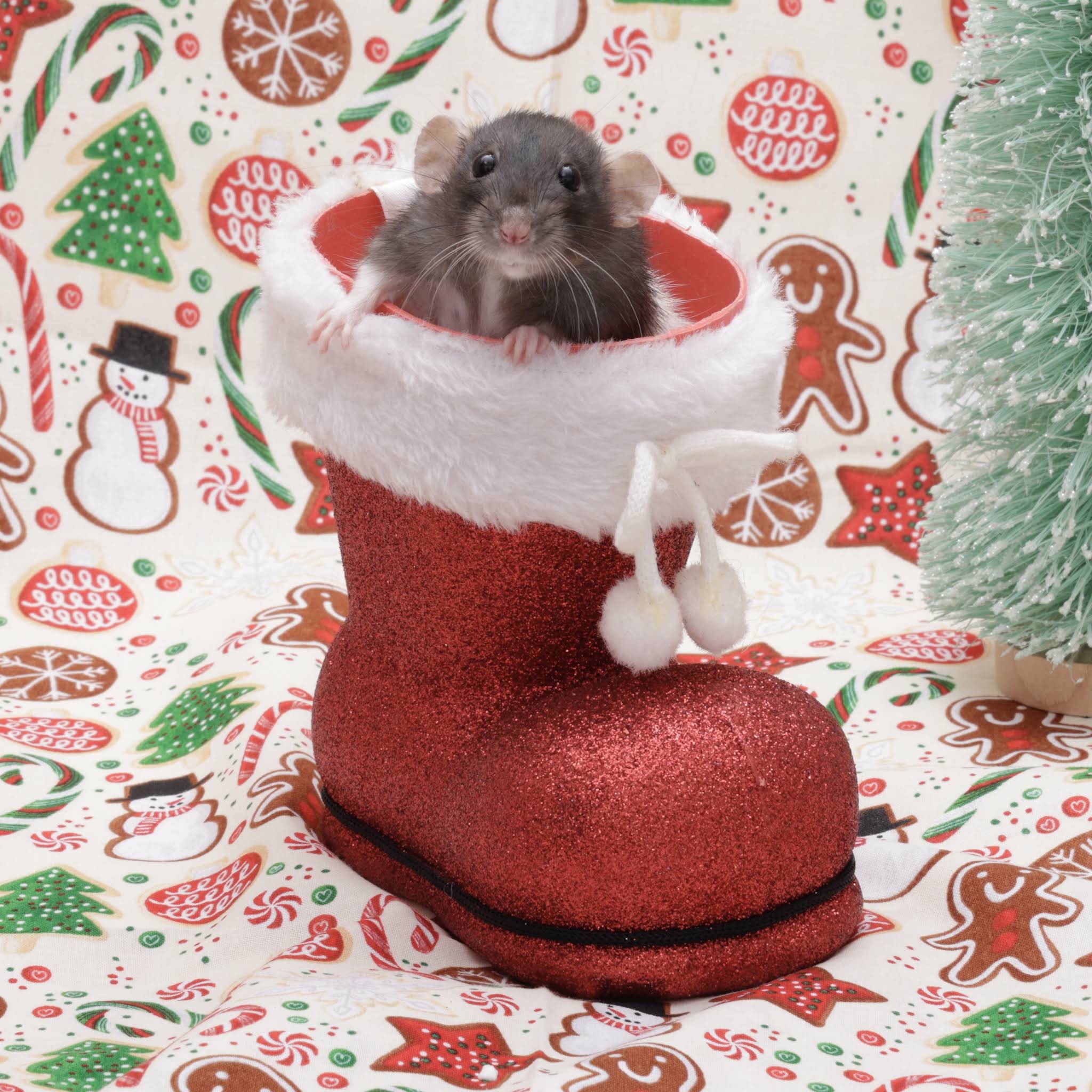 Post from Shadow The Rat