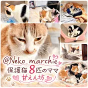 Neko marchie8 Cat′s home