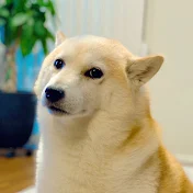 看板柴犬りぼんちゃん