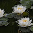 kZQMyu3nFSY-channel-avatar-Serene