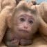 r9srh8Fbrxk-channel-avatar-Monkey Lucky