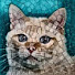 m6ilFTJkyDo-channel-avatar-Ironycast
