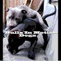 Bullz In Motion Dogs