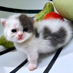 X 5CatS Meo Vũng Tàu