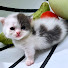 OfY5rMKNLjM-channel-avatar-X 5CatS Meo Vũng Tàu