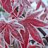 deGiPS32PdE-channel-avatar-A Northern Garden