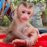 X1Ql781eO0E-channel-avatar-BIBI MONKEY LIORA