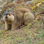 choki Animal (Capturetame)
