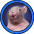 KmzsVwda9KM-channel-avatar-AvengerSpencer