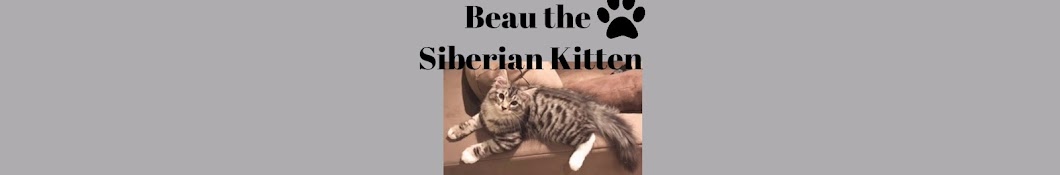 Beau the Siberian Kitten यूट्यूब चैनल अवतार