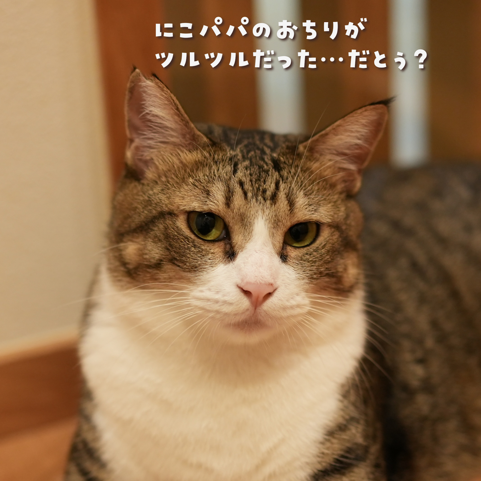 Post from 【にこりら】にこねこのげりら