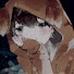 EiyhKR-8j8o-channel-avatar-犬塚ねむの寝室