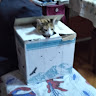 Автор