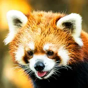 くれやじ