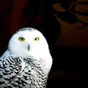 夜の生き物チャンネル