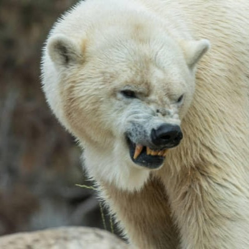 JBearTrades