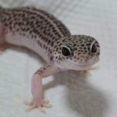 さくちょ