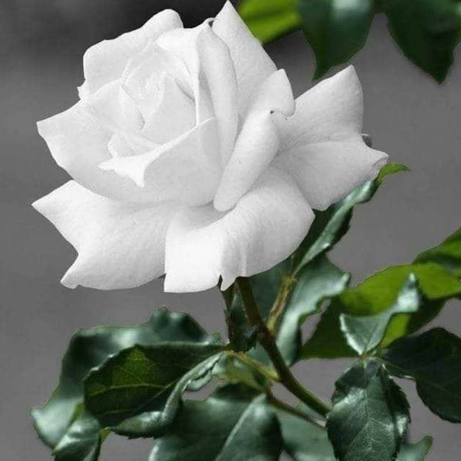 Белая роза с шипами