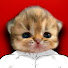 JySpgYfOJhY-channel-avatar-K Feina