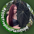 IJsJXPR45Ok-channel-avatar-ATL Plant Room and Casa Jungla DIY