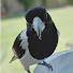 CwoRKwsPST0-channel-avatar- Backyard Vafy