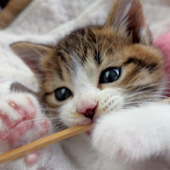 声優の館【声優チャンネル】