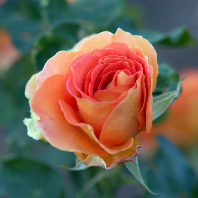 Videos de Regalo para Dedicar