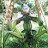 @TheMantisMan69 Avatar