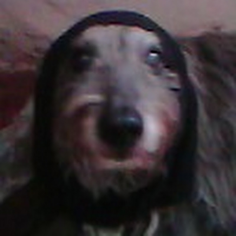 Canal Zoeira Animal icon