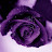 @purple_rosi
