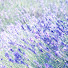 X271gFShsqc-channel-avatar-烏托邦塔羅  UtopiaTarot