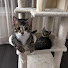 reIioaJvAIs-channel-avatar-Gentle Simba