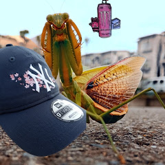 カマキリ愛好家　カマキリ可愛すぎ　MantisLoveアイコン画像