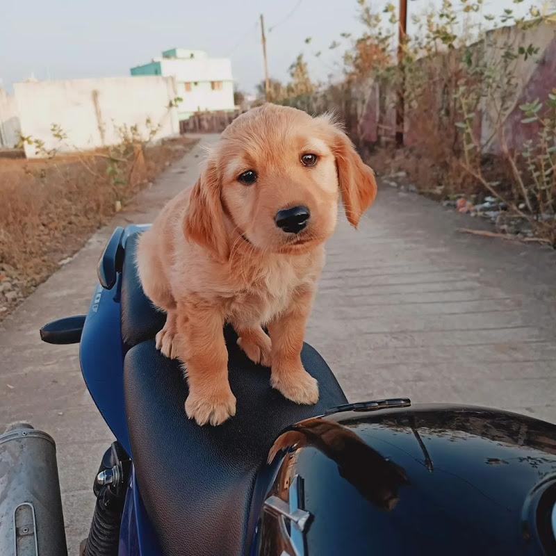 Hire Aney The Golden 🐶💛 — Dog Training & Care YouTube creator for sponsorships