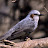 @Brown-eared_Bulbul