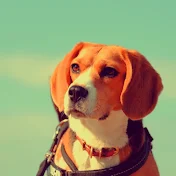 ナッツちゃんねる