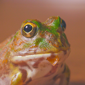 Ninja Frog