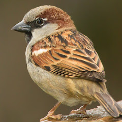 Dirasat Language ? ? net worth