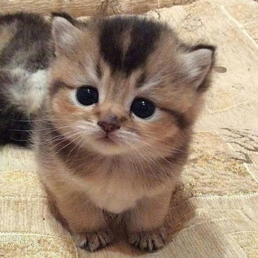 Comel kucing Kucing Comel