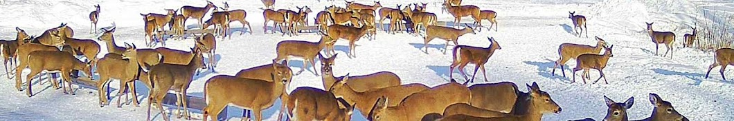 Brownville's Food Pantry For Deer YouTube channel avatar