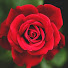 ksILjLnzDXw-channel-avatar-Rose S Tarot