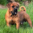 @spartanboerboels