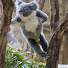 EOJ08NBVrnc-channel-avatar-koala chan 1