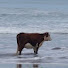 5kwkU5L5MIo-channel-avatar-CowOfTheSea