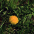 -bq8DE44kiY-channel-avatar-Dandelion