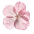 20j6FlKo3yM-channel-avatar-Cherryblossom Aesthetics 